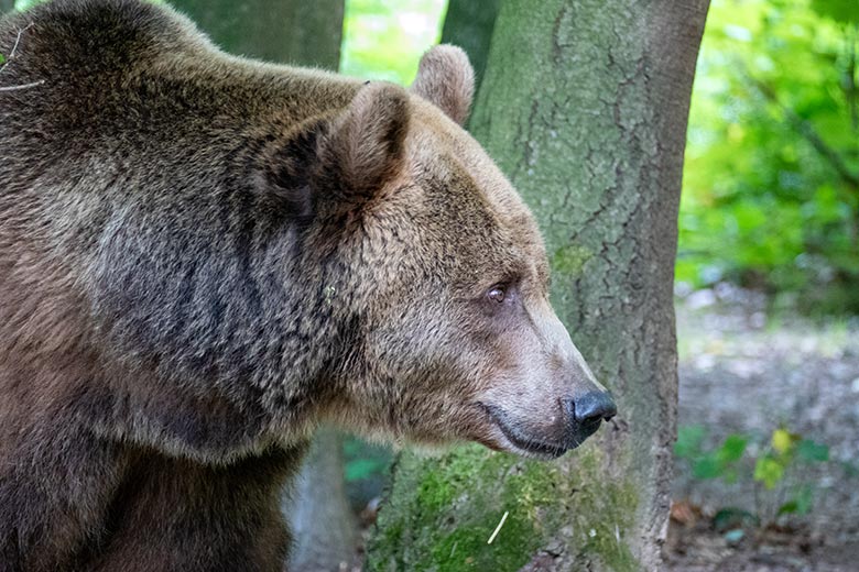 Braunbärin SIDDY am 8. Juli 2022 auf der Braunbären-Außenanlage im Wuppertaler Zoo