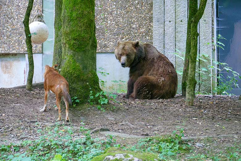 Braunbärin SIDDY und Asiatischer Rothund am 16. Juli 2022 auf der Außenanlage im Zoo Wuppertal