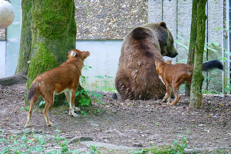 Braunbärin SIDDY und Asiatische Rothunde am 16. Juli 2022 auf der Außenanlage im Grünen Zoo Wuppertal