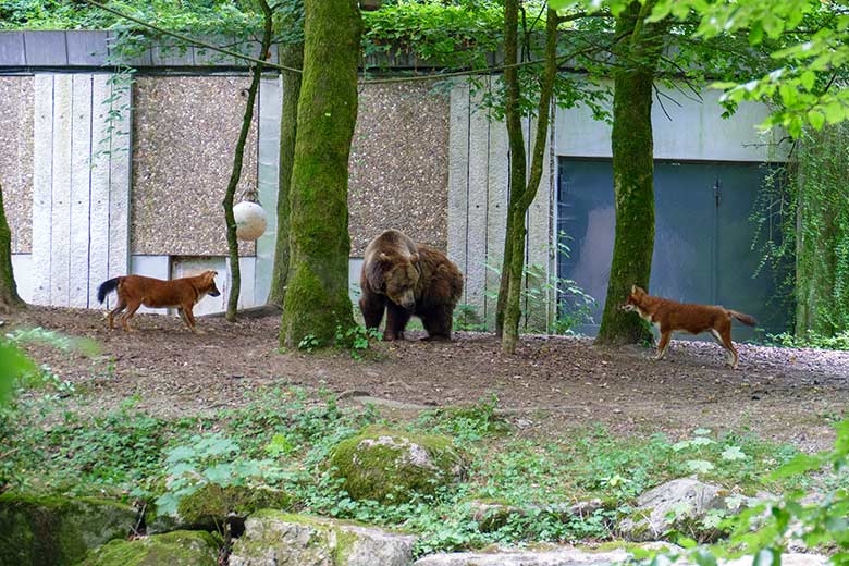 Braunbärin SIDDY und Asiatische Rothunde am 16. Juli 2022 auf der Außenanlage im Zoologischen Garten Wuppertal