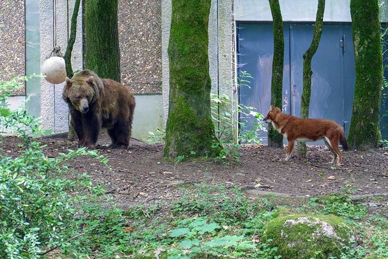 Braunbärin SIDDY und Asiatischer Rothund am 25. Juli 2022 auf der Außenanlage im Grünen Zoo Wuppertal