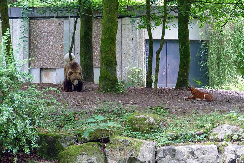 Braunbärin SIDDY und Asiatischer Rothund am 25. Juli 2022 auf der Außenanlage im Zoologischen Garten der Stadt  Wuppertal