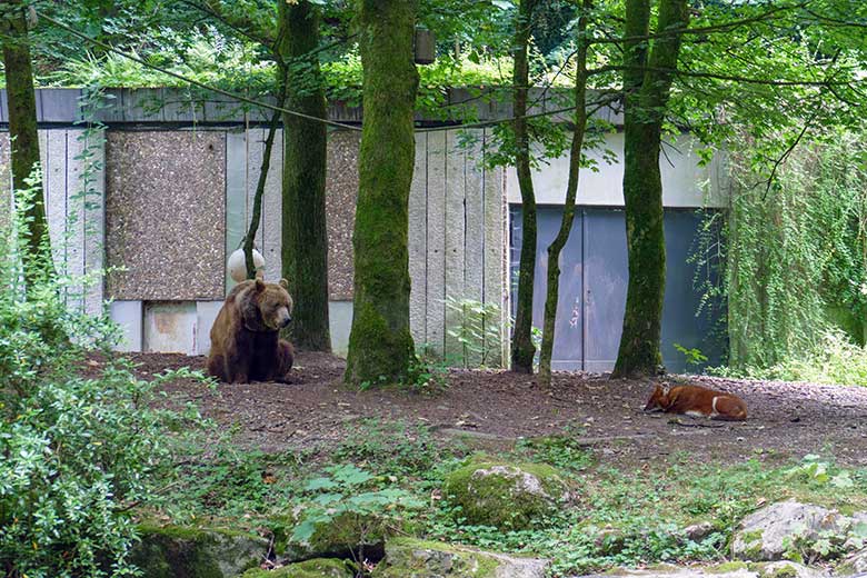 Braunbärin SIDDY und Asiatischer Rothund am 25. Juli 2022 auf der Außenanlage im Wuppertaler Zoo