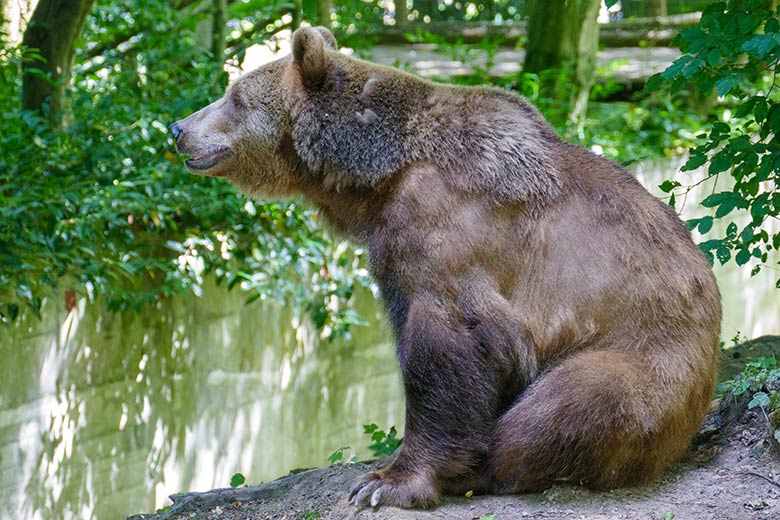 Braunbärin SIDDY am 25. Juli 2022 auf der Außenanlage im Grünen Zoo Wuppertal