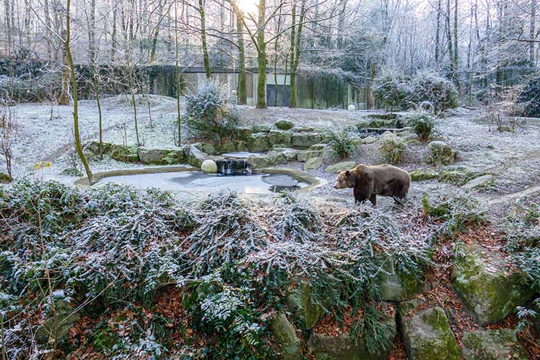 Braunbärin SIDDY am 17. Dezember 2022 auf der Außenanlage im Grünen Zoo Wuppertal