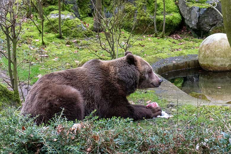 Braunbärin SIDDY am 20. Februar 2023 auf der Außenanlage im Wuppertaler Zoo