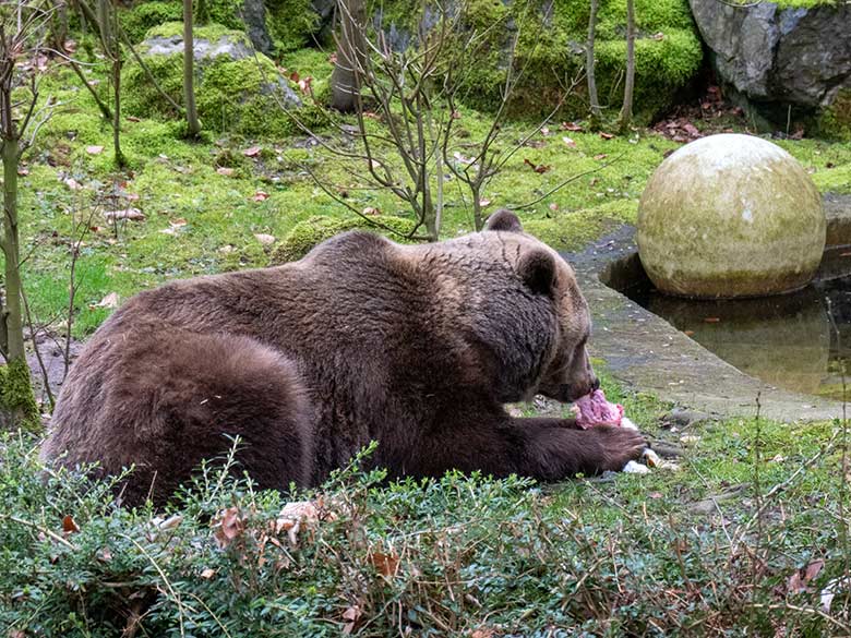 Braunbärin SIDDY am 20. Februar 2023 auf der Außenanlage im Zoo Wuppertal