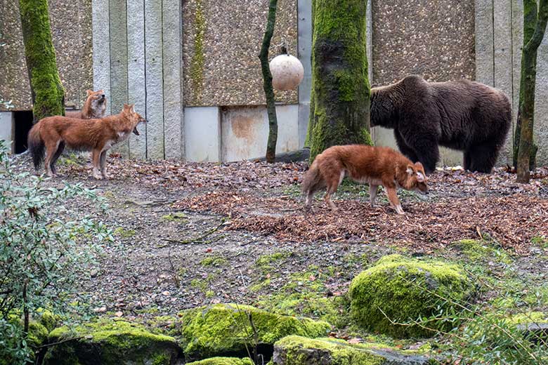 Braunbärin SIDDY und Asiatische Rothunde am 14. März 2023 auf der Braunbären-Außenanlage im Zoo Wuppertal