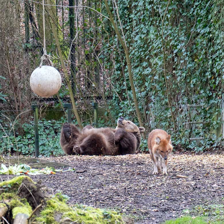 Braunbärin SIDDY und Asiatischer Rothund am 25. März 2023 auf der Braunbären-Außenanlage im Wuppertaler Zoo