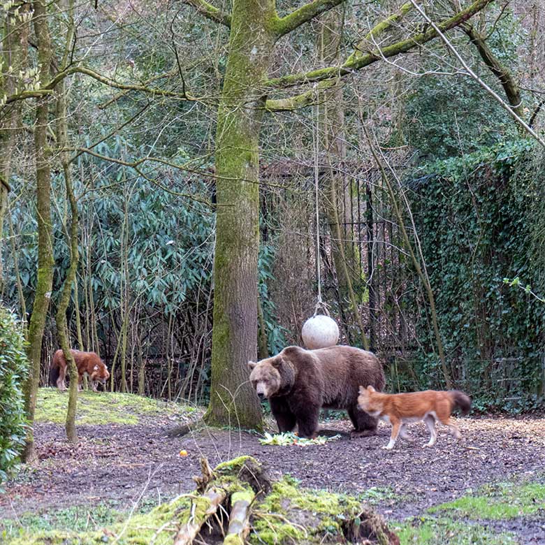 Braunbärin SIDDY und Asiatische Rothunde am 25. März 2023 auf der Braunbären-Außenanlage im Grünen Zoo Wuppertal