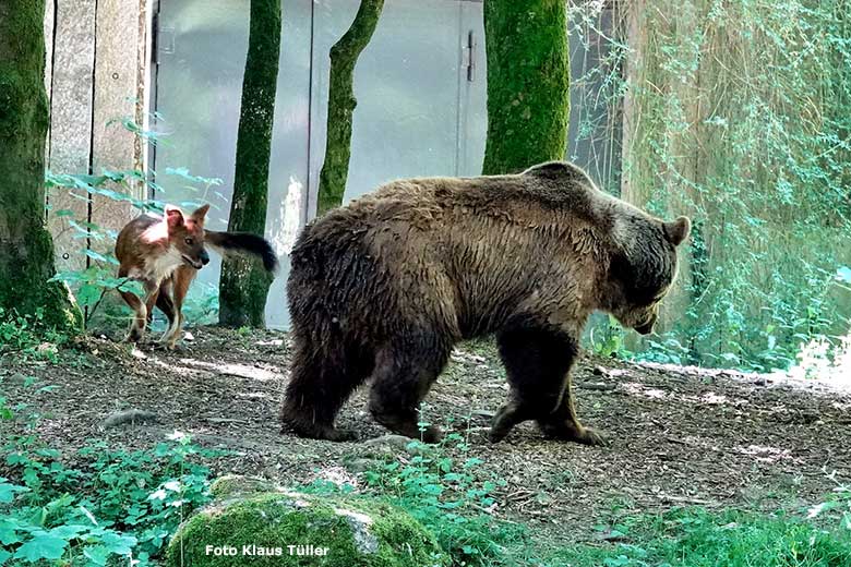 Braunbärin SIDDY mit einem Asiatischen Rothund am 13. Juni 2023 auf der Braunbären-Außenanlage im Grünen Zoo Wuppertal (Foto Klaus Tüller)