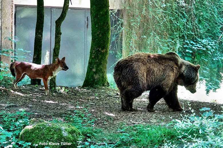 Braunbärin SIDDY mit einem Asiatischen Rothund am 13. Juni 2023 auf der Braunbären-Außenanlage im Zoologischen Garten der Stadt Wuppertal (Foto Klaus Tüller)