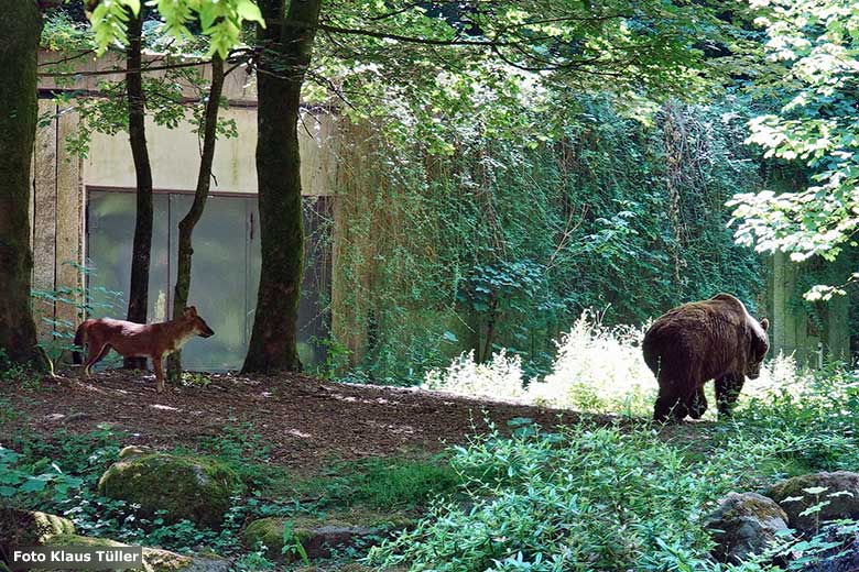 Braunbärin SIDDY mit einem Asiatischen Rothund am 13. Juni 2023 auf der Braunbären-Außenanlage im Zoo Wuppertal (Foto Klaus Tüller)