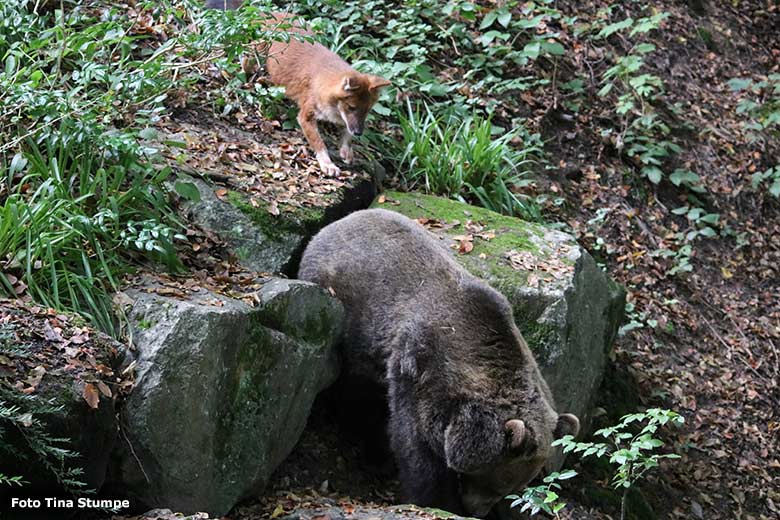 Braunbärin SIDDY und Asiatischer Rothund am 14. September 2023 auf der Braunbären-Außenanlage im Grünen Zoo Wuppertal (Foto Tina Stumpe)
