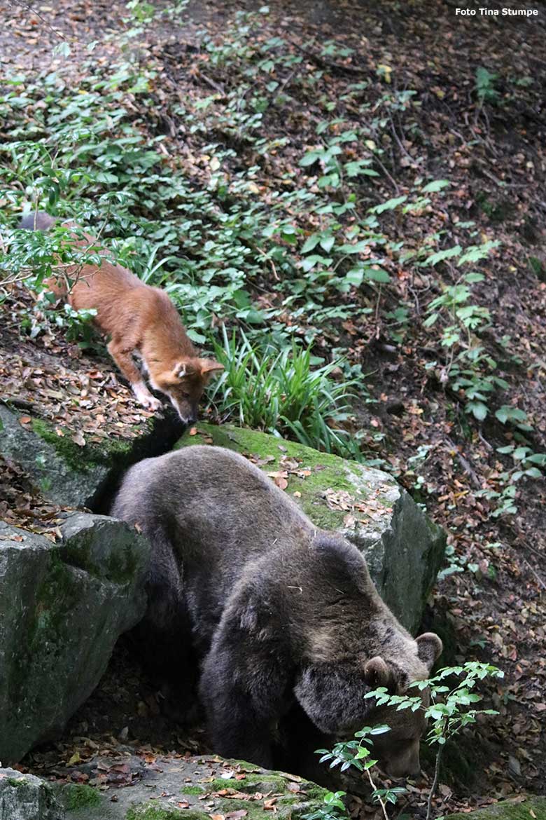 Braunbärin SIDDY und Asiatischer Rothund am 14. September 2023 auf der Braunbären-Außenanlage im Zoologischen Garten Zoo Wuppertal (Foto Tina Stumpe)