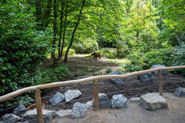 Braunbärin SIDDY am 19. Juli 2024 auf der Braunbär-Außenanlage im Zoo Wuppertal