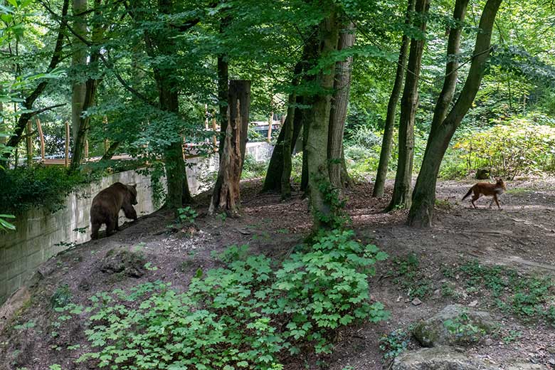 Braunbärin SIDDY am 19. Juli 2024 mit einem Asiatischen Rothund auf der Braunbär-Außenanlage im Wuppertaler Zoo