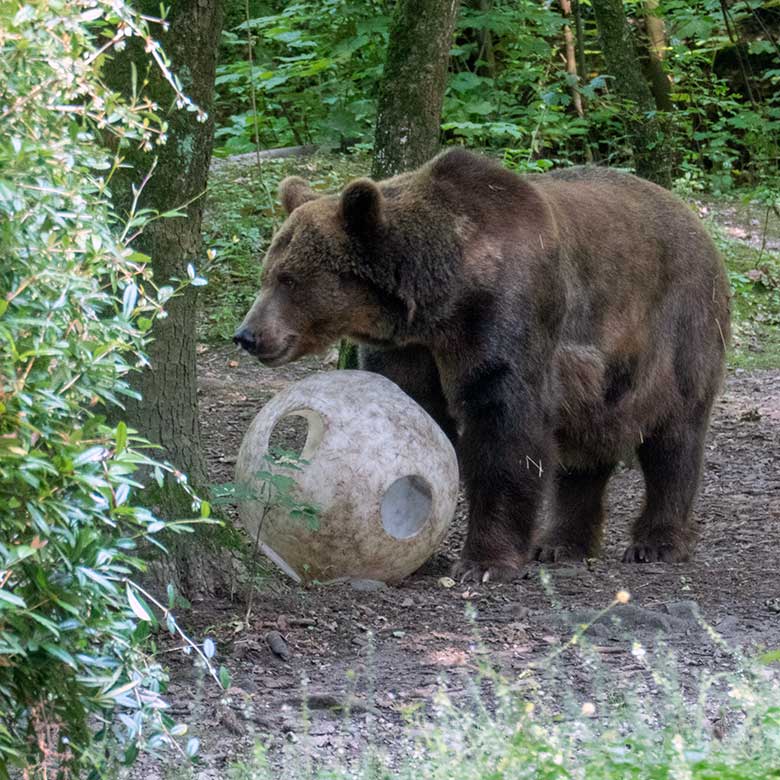 Braunbärin SIDDY am 5. August 2024 auf der Braunbär-Außenanlage im Wuppertaler Zoo