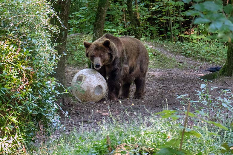 Braunbärin SIDDY am 5. August 2024 auf der Braunbär-Außenanlage im Grünen Zoo Wuppertal