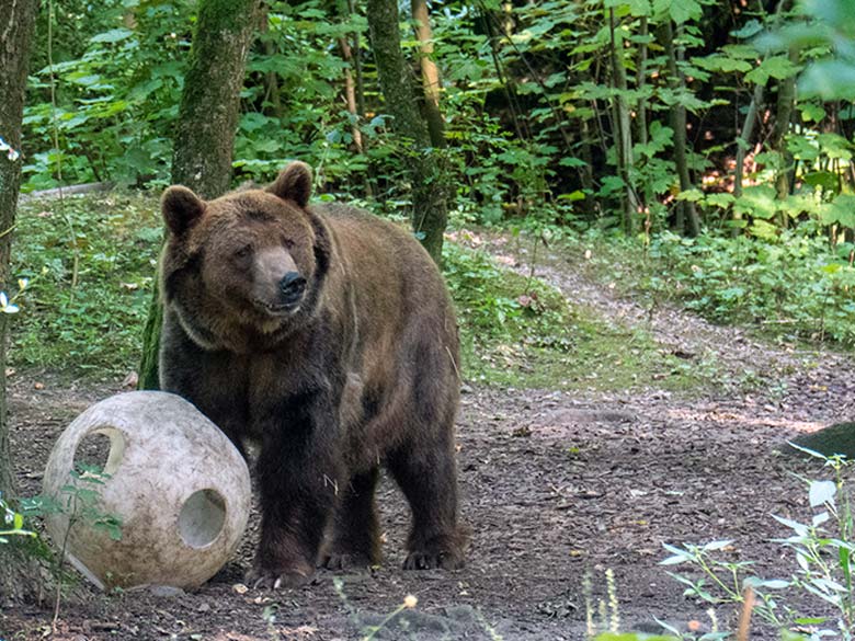 Braunbärin SIDDY am 5. August 2024 auf der Braunbär-Außenanlage im Zoologischen Garten Wuppertal