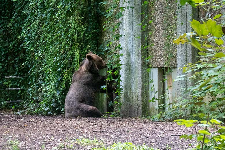 Braunbärin SIDDY am 23. August 2024 auf der Braunbär-Außenanlage im Grünen Zoo Wuppertal