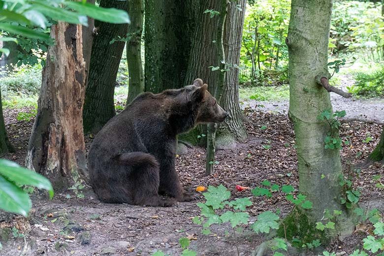 Braunbärin SIDDY am 23. August 2024 auf der Braunbär-Außenanlage im Zoologischen Garten der Stadt Wuppertal