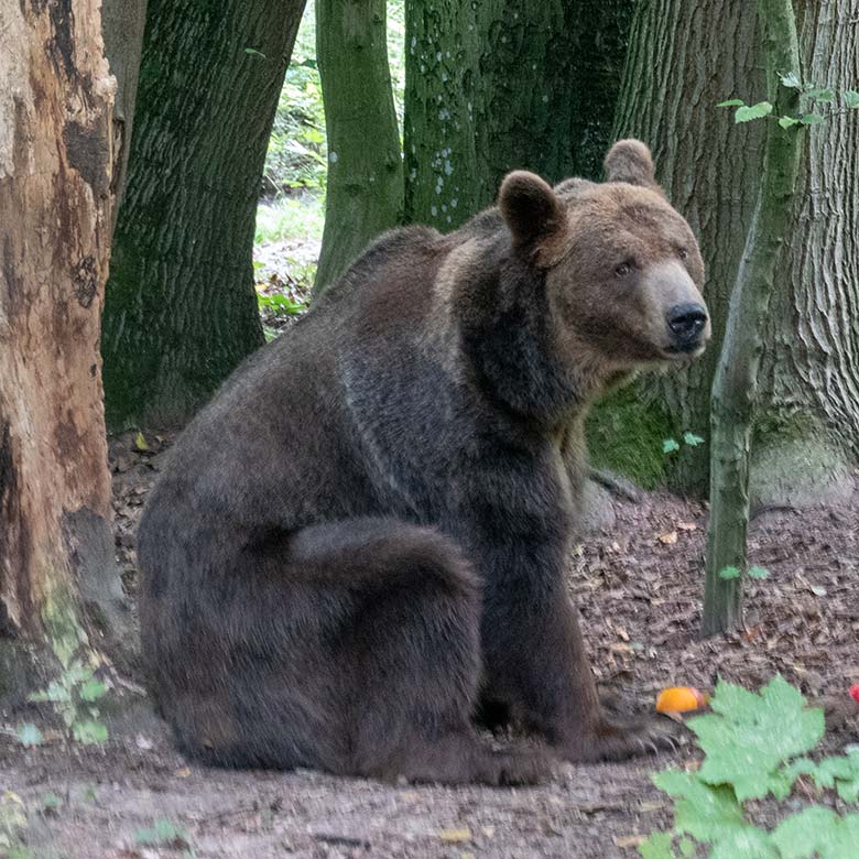 Braunbärin SIDDY am 23. August 2024 auf der Braunbär-Außenanlage im Zoo Wuppertal