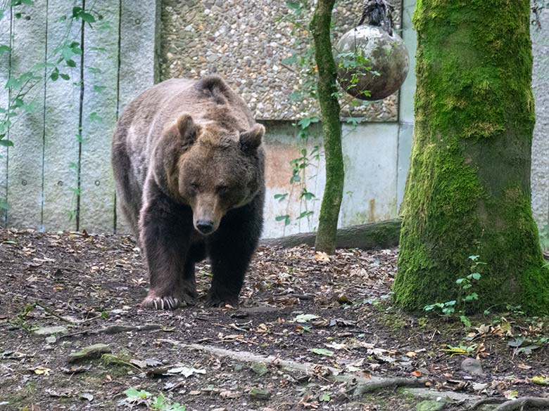 Braunbärin SIDDY am 13. September 2024 auf der Braunbär-Außenanlage im Zoo Wuppertal