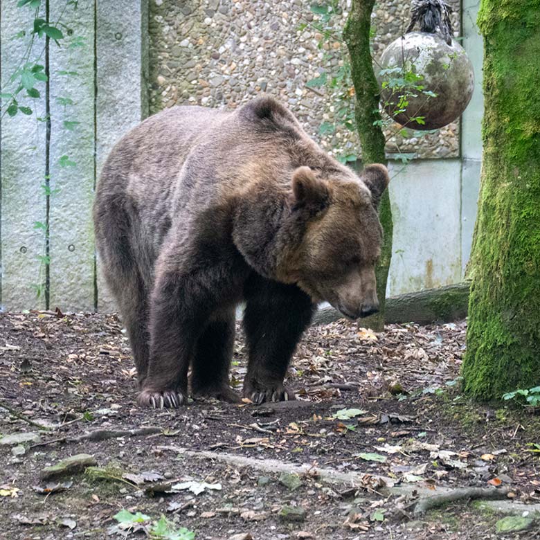 Braunbärin SIDDY am 13. September 2024 auf der Braunbär-Außenanlage im Wuppertaler Zoo