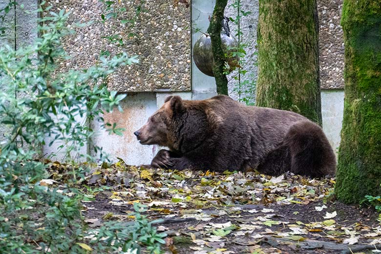 Braunbärin SIDDY am 9. Oktober 2024 auf der Braunbär-Außenanlage im Grünen Zoo Wuppertal