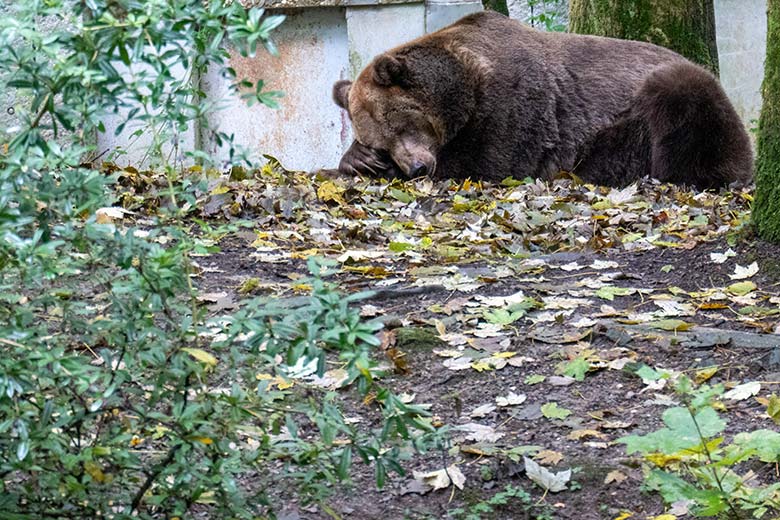 Braunbärin SIDDY am 9. Oktober 2024 auf der Braunbär-Außenanlage im Zoologischen Garten Wuppertal