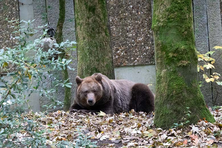 Braunbärin SIDDY am 17. Oktober 2024 auf der Braunbär-Außenanlage im Zoo Wuppertal