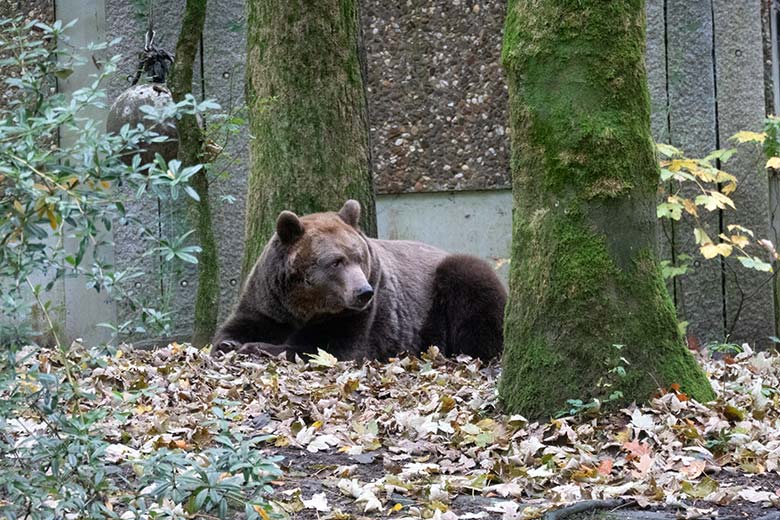 Braunbärin SIDDY am 17. Oktober 2024 auf der Braunbär-Außenanlage im Wuppertaler Zoo