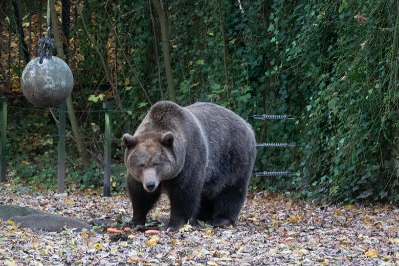 Braunbärin SIDDY am 26. Oktober 2024 auf der Braunbär-Außenanlage im Grünen Zoo Wuppertal