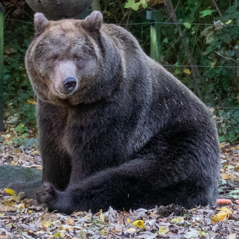 Braunbärin SIDDY am 26. Oktober 2024 auf der Braunbär-Außenanlage im Zoologischen Garten der Stadt Wuppertal