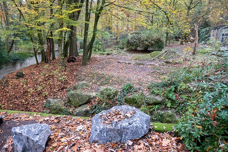 Braunbärin SIDDY am 10. November 2024 auf der Außenanlage im Zoologischen Garten Wuppertal