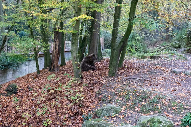 Braunbärin SIDDY am 10. November 2024 auf der Außenanlage im Wuppertaler Zoo