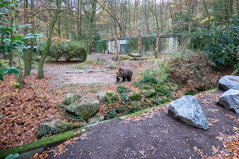 Braunbärin SIDDY am 25. November 2024 auf der Außenanlage im Zoologischen Garten der Stadt Wuppertal