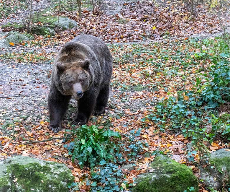 Braunbärin SIDDY am 25. November 2024 auf der Außenanlage im Wuppertaler Zoo