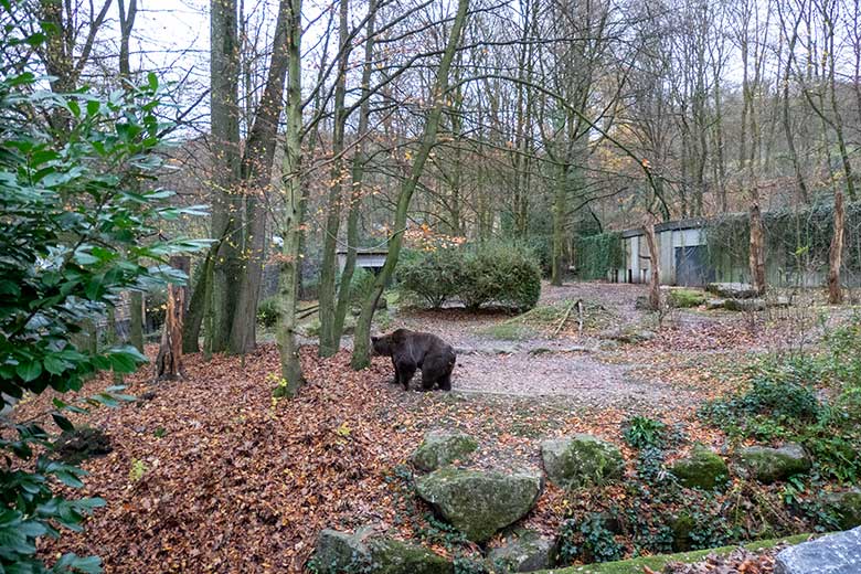 Braunbärin SIDDY am 25. November 2024 auf der Außenanlage im Zoo Wuppertal