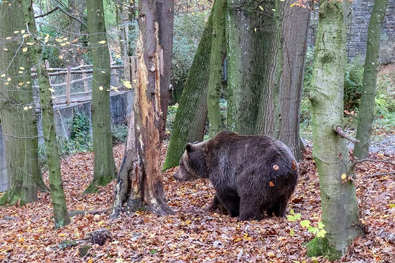 Braunbärin SIDDY am 25. November 2024 auf der Außenanlage im Grünen Zoo Wuppertal