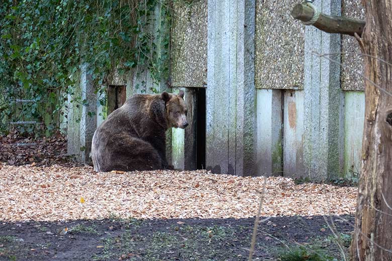 Braunbärin SIDDY am 30. November 2024 auf der Außenanlage vor dem Eingang zum Innenstall im Grünen Zoo Wuppertal