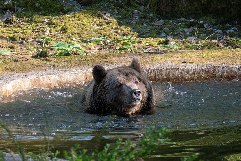 Braunbärin SIDDY am 8. April 2025 im Wasser der Außenanlage im Grünen Zoo Wuppertal