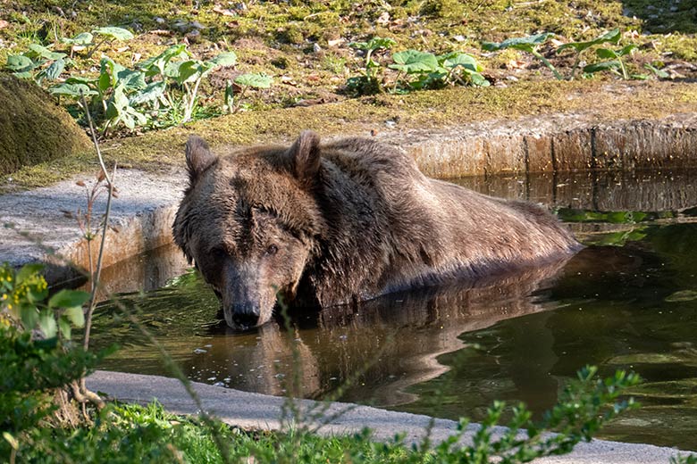Braunbärin SIDDY am 8. April 2025 im Wasser der Außenanlage im Zoologischen Garten Wuppertal