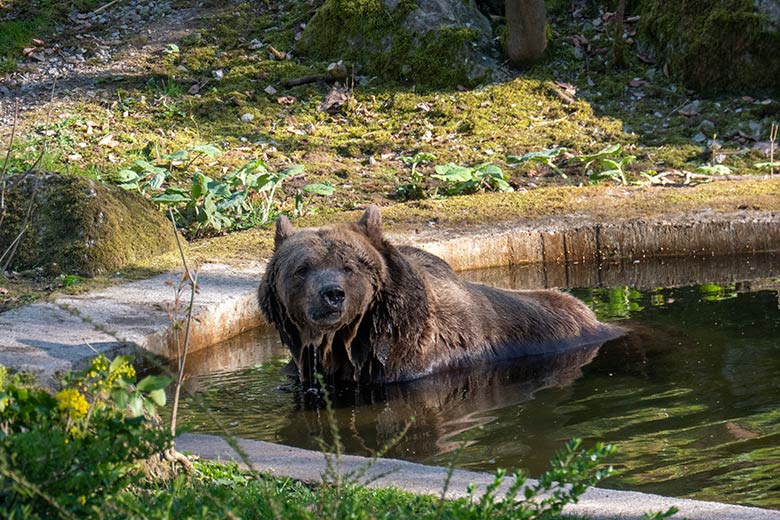 Braunbärin SIDDY am 8. April 2025 im Wasser der Außenanlage im Zoo Wuppertal