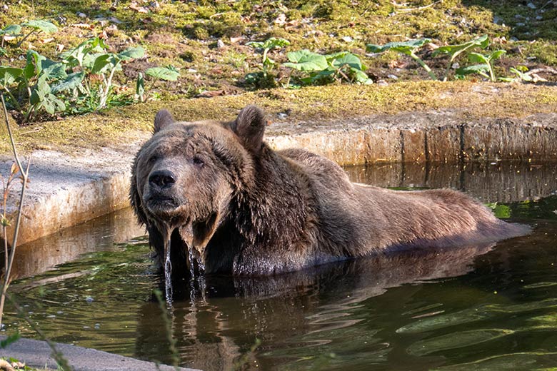 Braunbärin SIDDY am 8. April 2025 im Wasser der Außenanlage im Wuppertaler Zoo