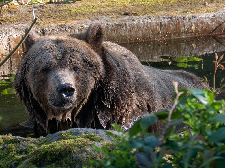 Braunbärin SIDDY am 8. April 2025 im Wasser der Außenanlage im Grünen Zoo Wuppertal