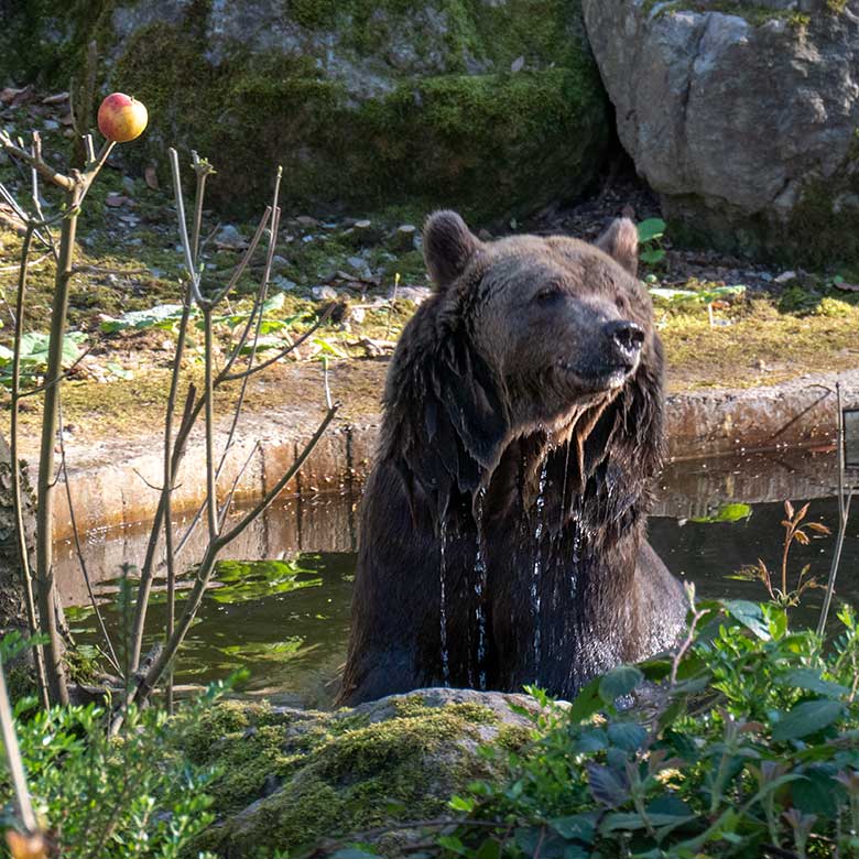 Braunbärin SIDDY am 8. April 2025 im Wasser der Außenanlage im Zoologischen Garten der Stadt Wuppertal
