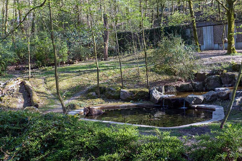 Braunbärin SIDDY am 8. April 2025 im Wasser der Außenanlage im Zoo Wuppertal