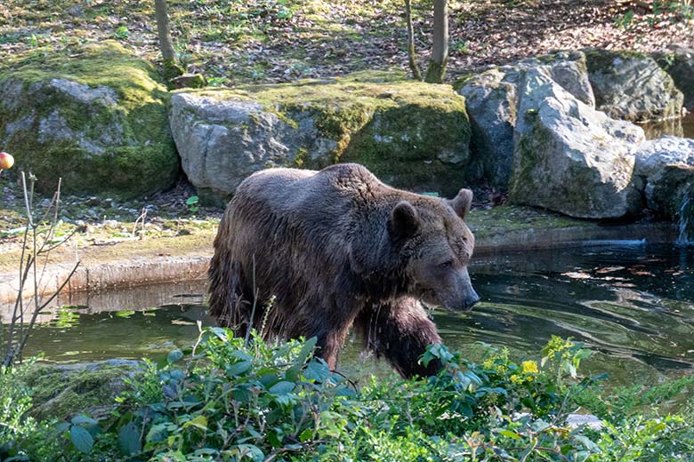 Braunbärin SIDDY am 8. April 2025 im Wasser der Außenanlage im Wuppertaler Zoo